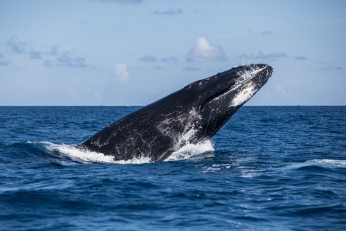 Baleine chasse illégale