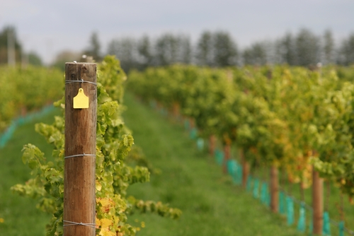 impact environnemental viticulture vigne