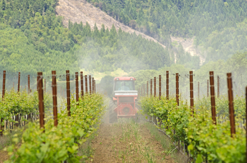 impact environnement vin pesticides