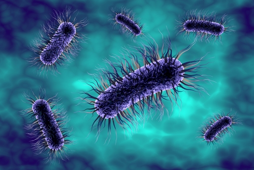 bacteries changement climatique escherichia coli